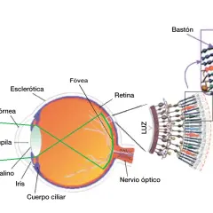 Cómo funciona la vista: Entiende los secretos de la percepción visual