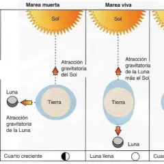 Cómo funcionan las mareas y qué factores las afectan en el mar