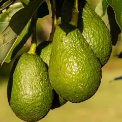¿Quién descubrió el aguacate? La sorprendente historia detrás de su origen