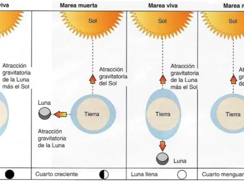 Cómo funcionan las mareas y qué factores las afectan en el mar