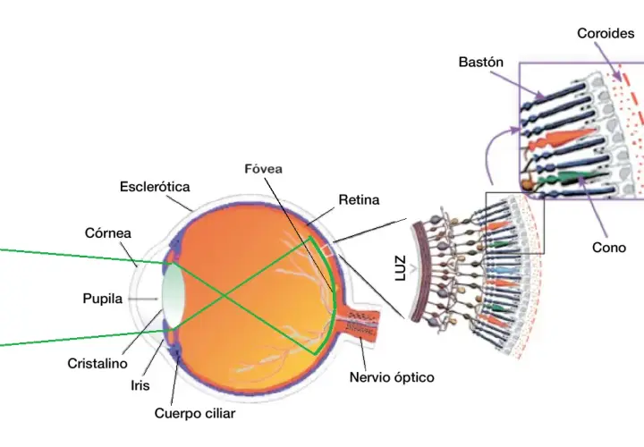 Cómo funciona la vista: Entiende los secretos de la percepción visual