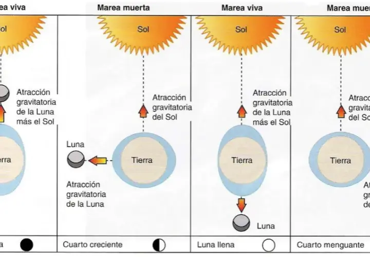 Cómo funcionan las mareas y qué factores las afectan en el mar