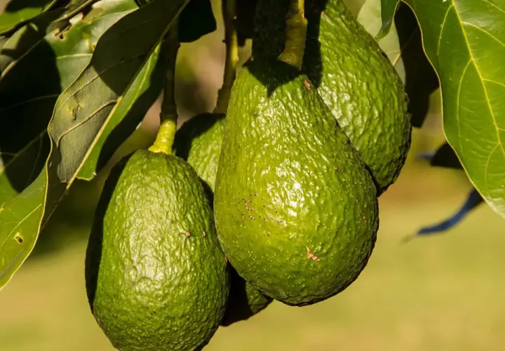 ¿Quién descubrió el aguacate? La sorprendente historia detrás de su origen