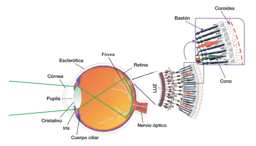 Cómo funciona la vista: Entiende los secretos de la percepción visual