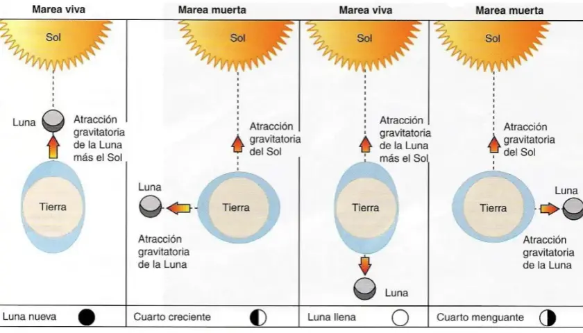 Cómo funcionan las mareas y qué factores las afectan en el mar