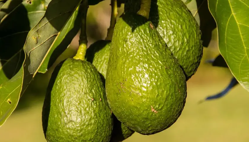¿Quién descubrió el aguacate? La sorprendente historia detrás de su origen