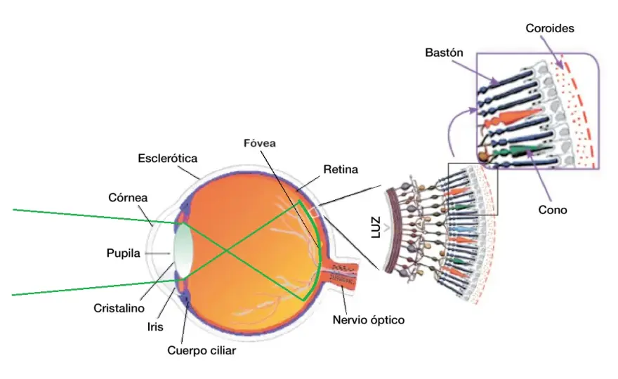 Cómo funciona la vista: Entiende los secretos de la percepción visual