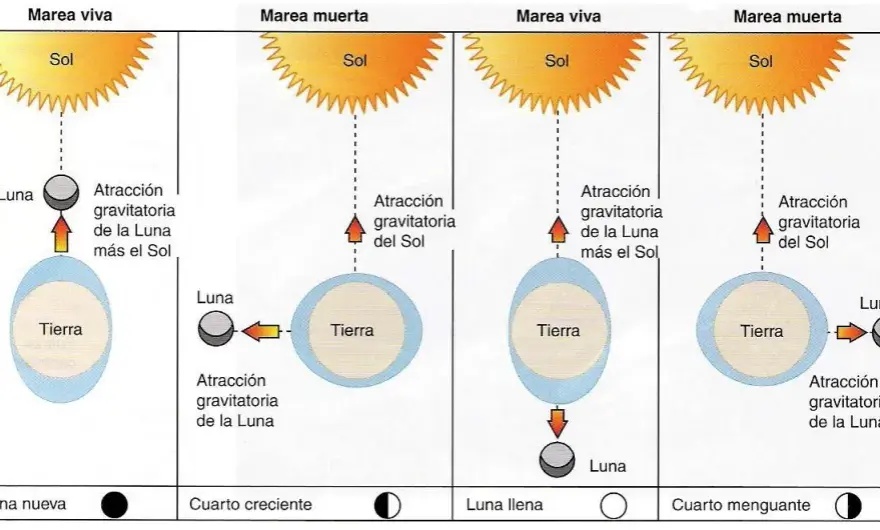 Cómo funcionan las mareas y qué factores las afectan en el mar