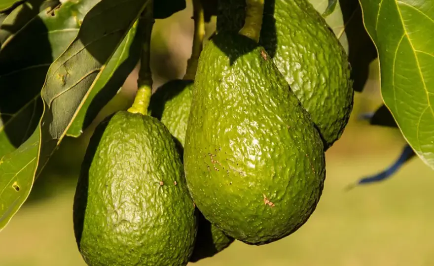 ¿Quién descubrió el aguacate? La sorprendente historia detrás de su origen