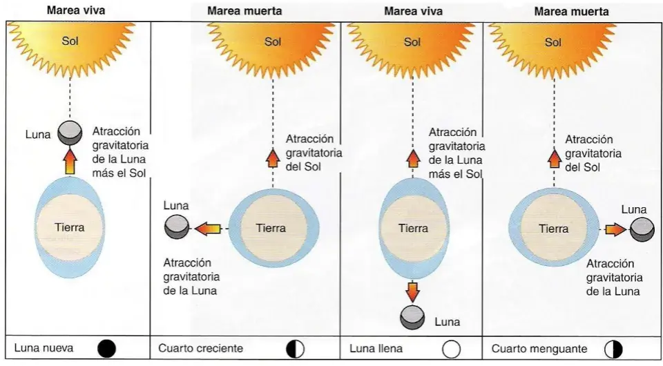 Cómo funcionan las mareas y qué factores las afectan en el mar